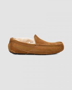 UGG Ascot Tøfler Herre Brune | DKK8667O